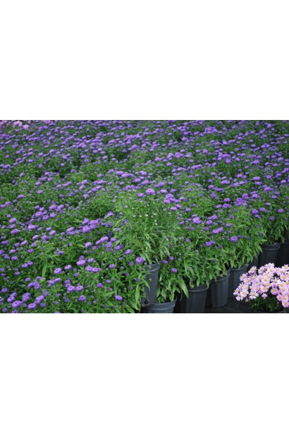 Aster novi-belgii Blue Bayou